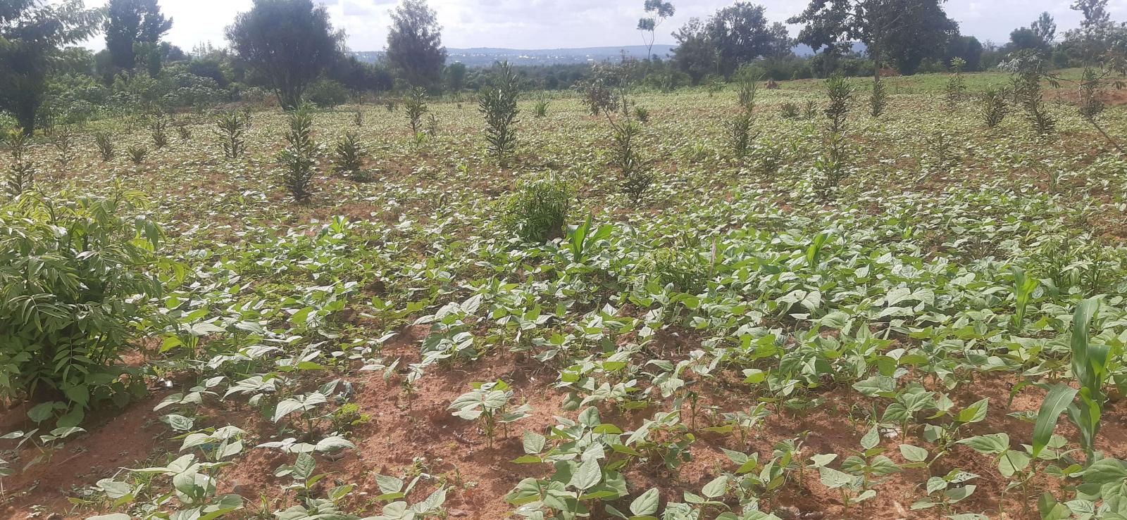 Residential land for sale near main road from airport of rwanda Bugesera