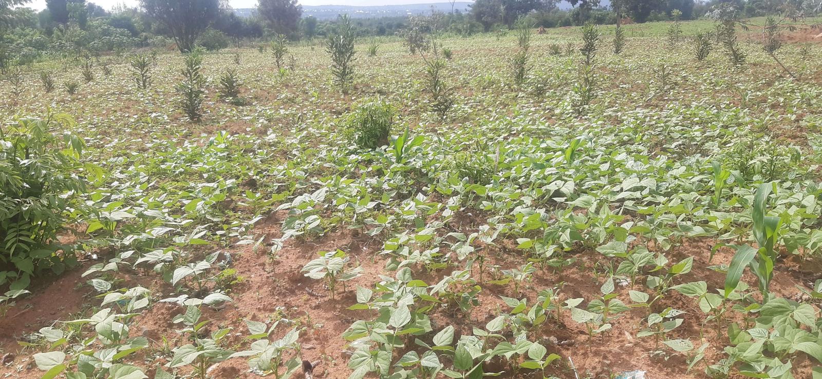 Residential land for sale near main road from airport of rwanda Bugesera 1