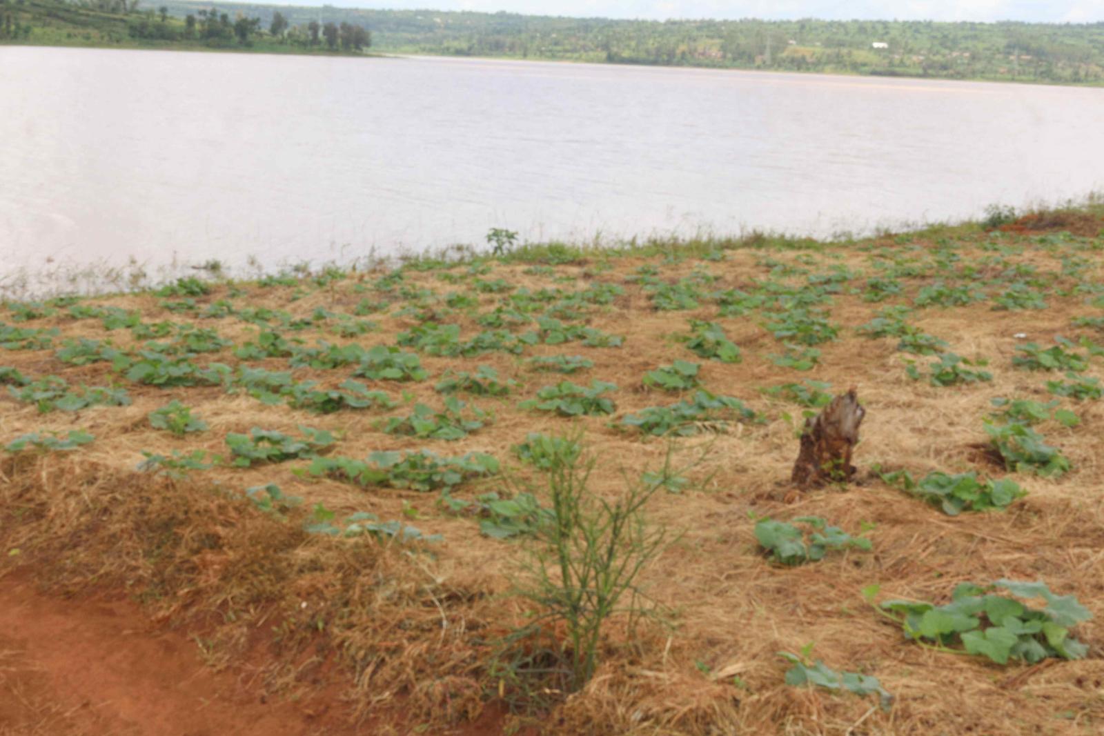 Land for sale in Bugesera near airport of Rwanda access on lake