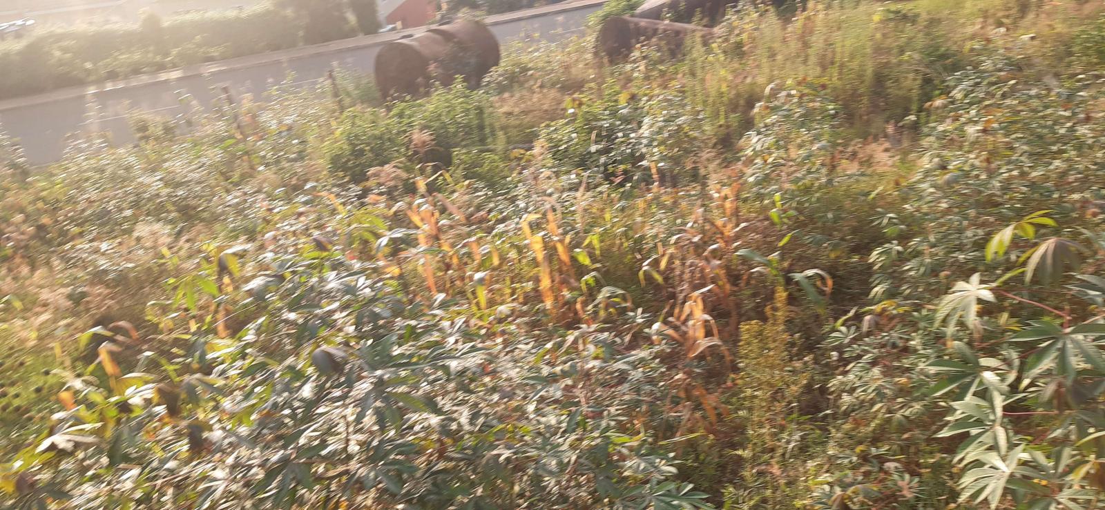 Residential Plot for sale in Kigali Rwanda Nyarugenge