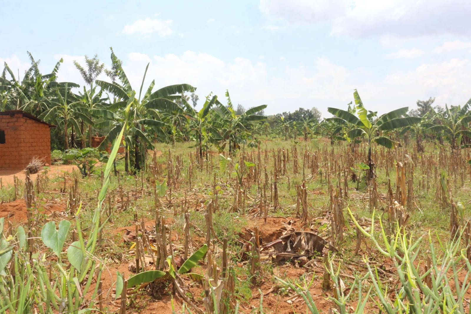 Commercial and Ecotourism land for sale in Bugesera Rwanda 1