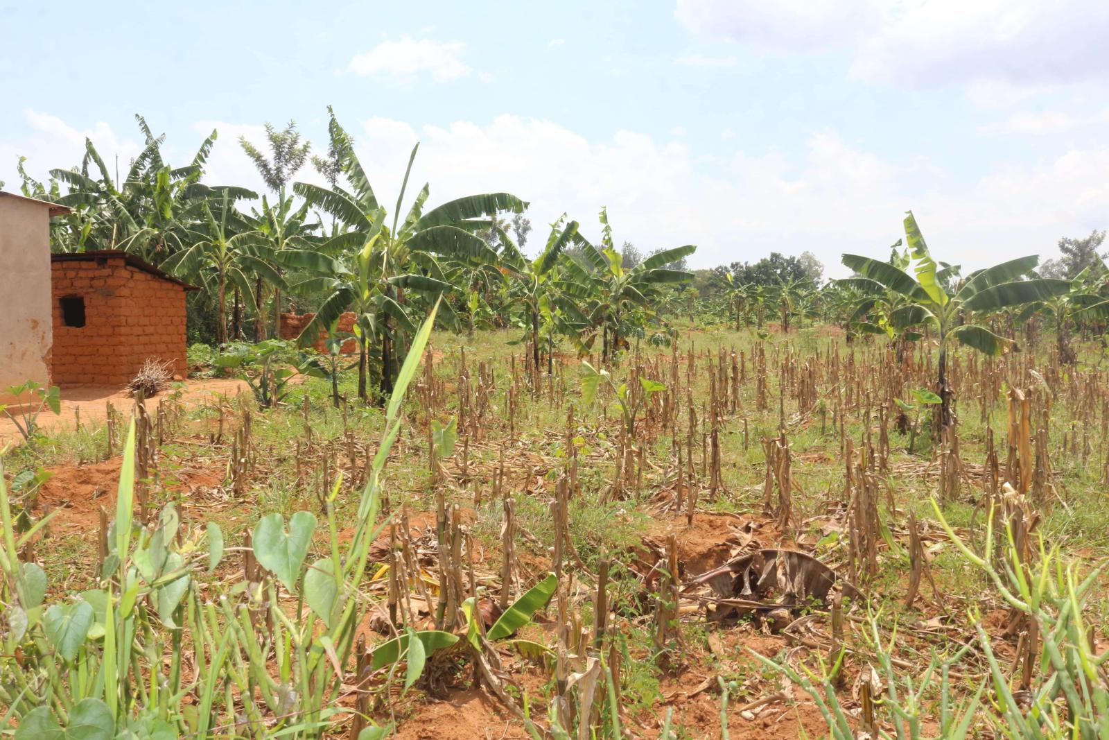Commercial and Ecotourism land for sale in Bugesera Rwanda