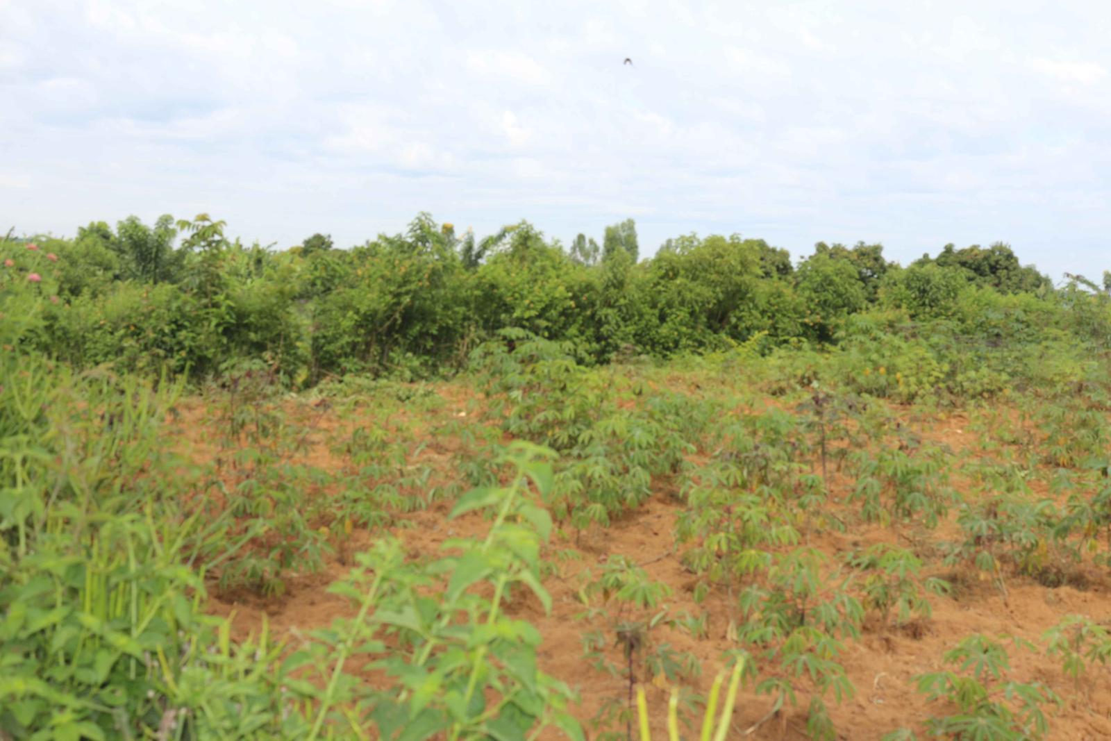 Residential plot for sale in Shyorongi Near main road on top mountain 3