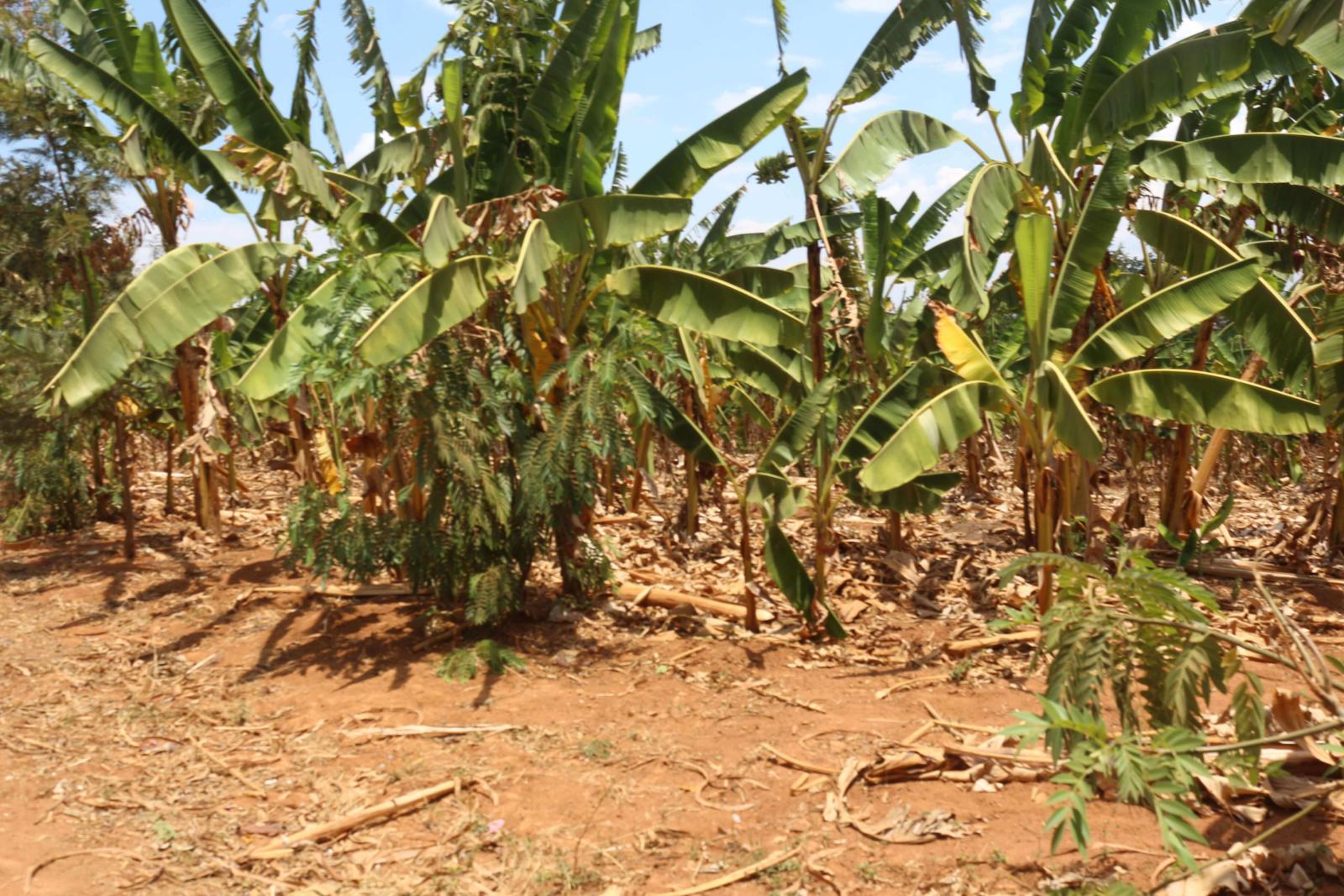 Residential land for sale in Bugesera near airport of Rwanda view of Airport 2