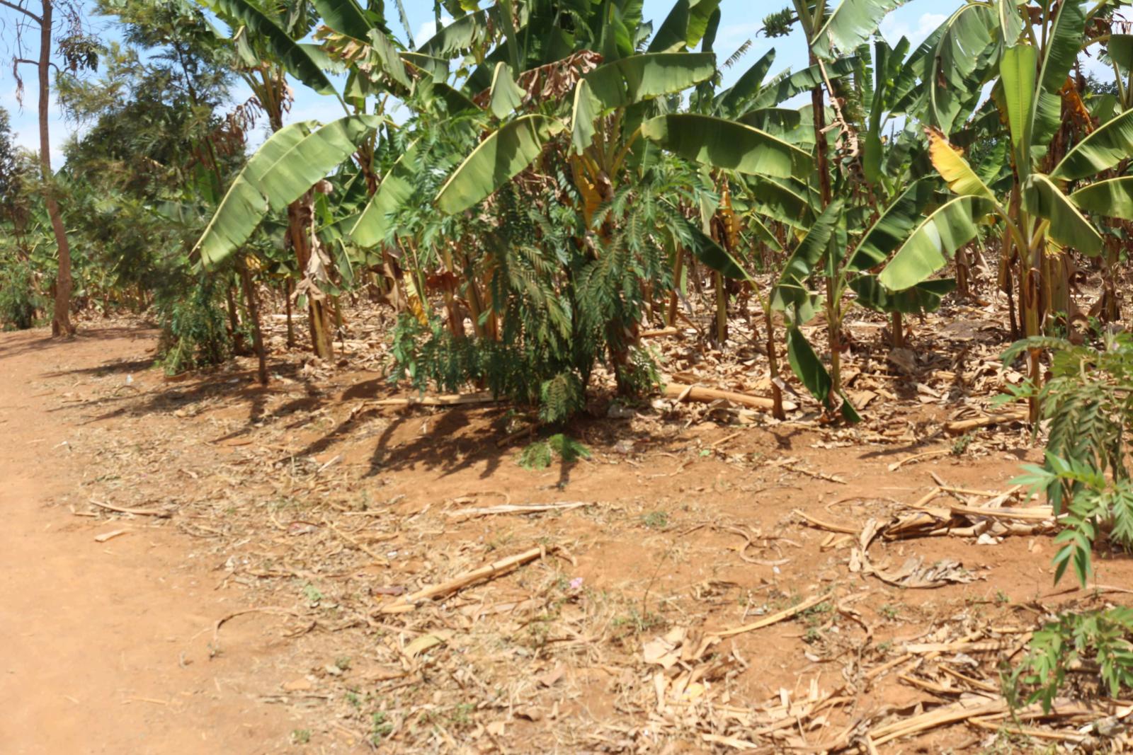 Residential land for sale in Bugesera near airport of Rwanda view of Airport 1