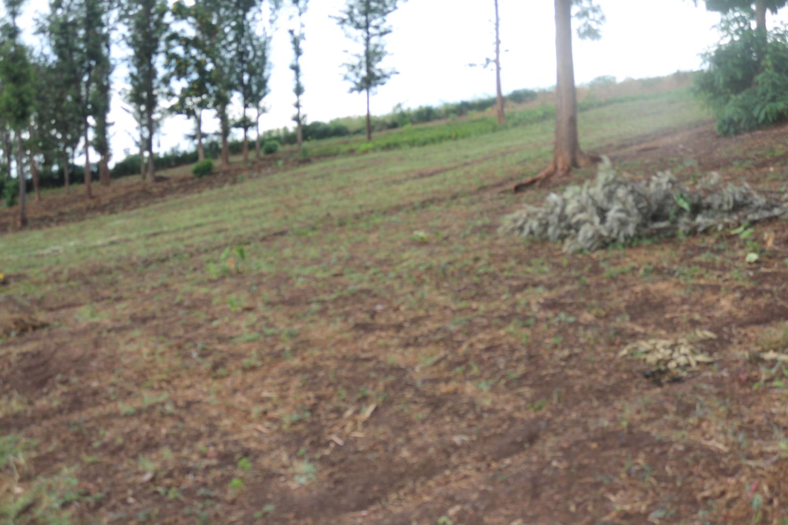 Land for sale in Bugesera Rwanda Kamabuye with Macadamia tress Access on Lake 3