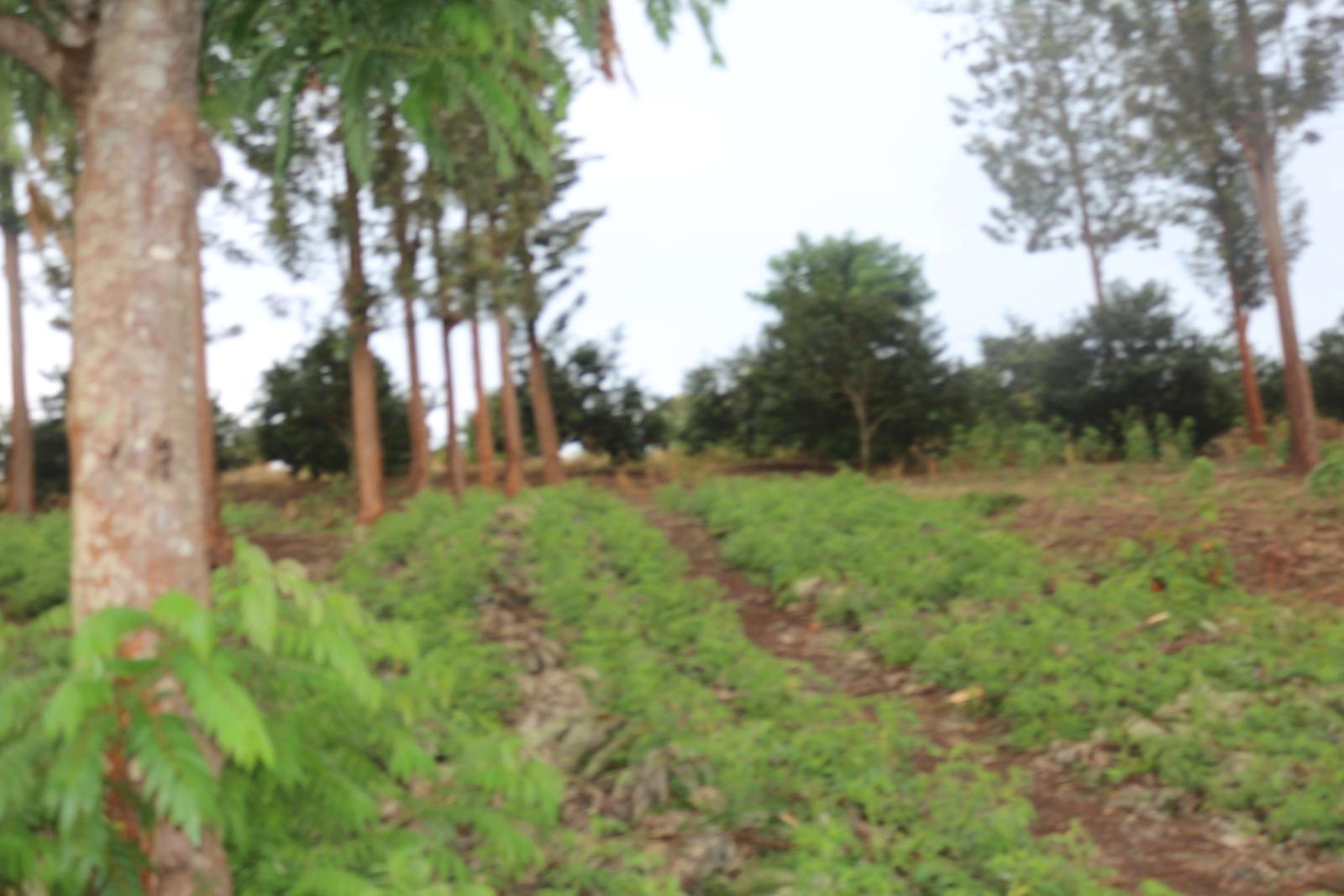 Land for sale in Bugesera Rwanda Kamabuye with Macadamia tress Access on Lake 2