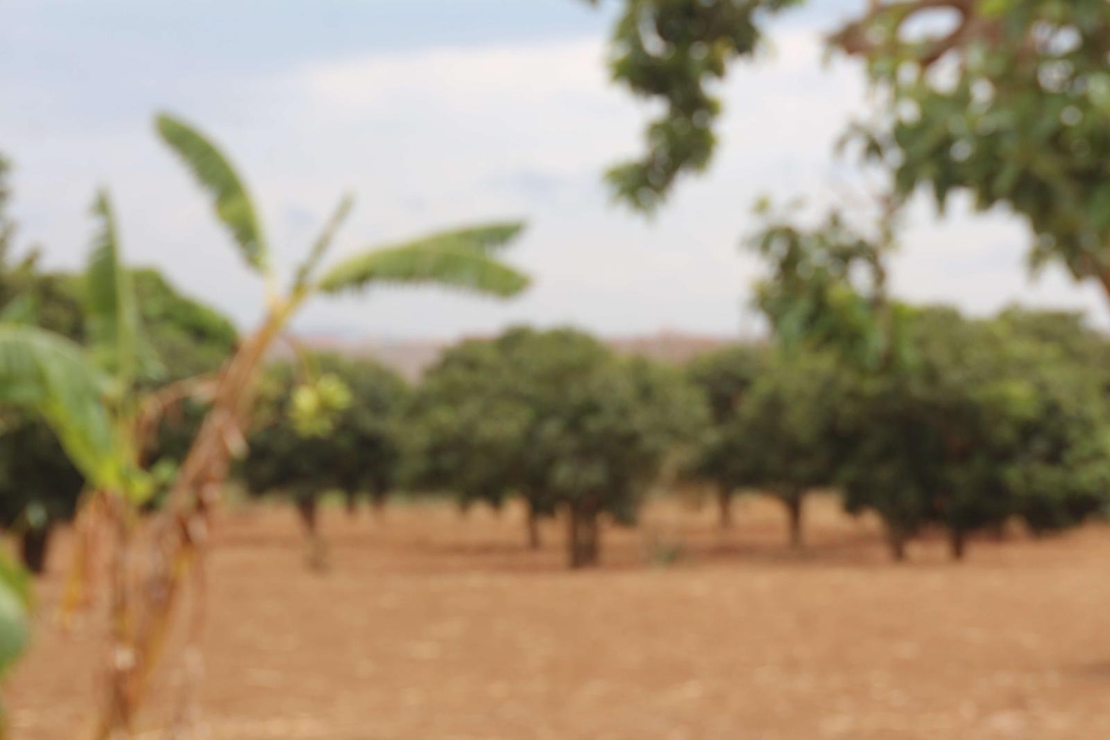 Land for sale and house  in Bugesera RILIMA near the airport of Rwanda, hot deal 2