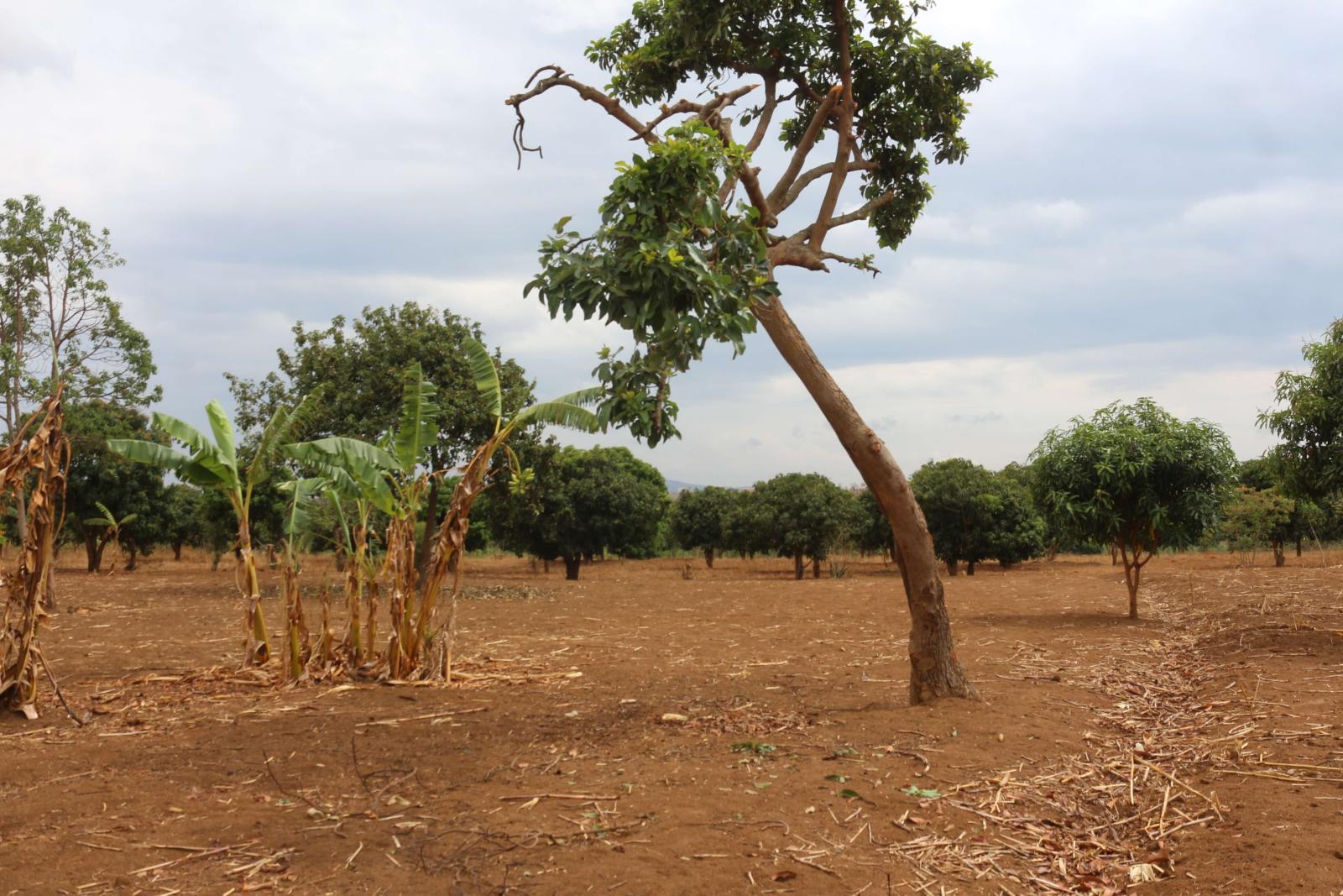 Land for sale and house  in Bugesera RILIMA near the airport of Rwanda, hot deal 4