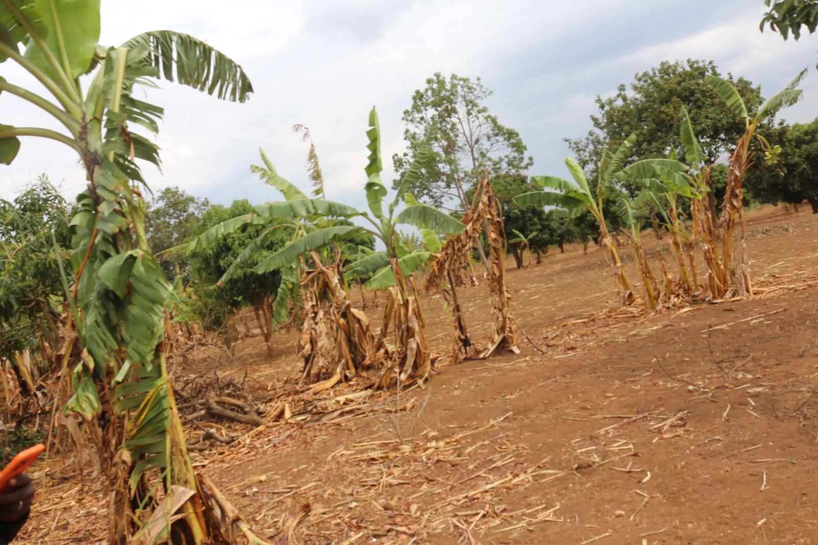 Land for sale in Bugesera Nemba  of Rwanda, hot deal 2
