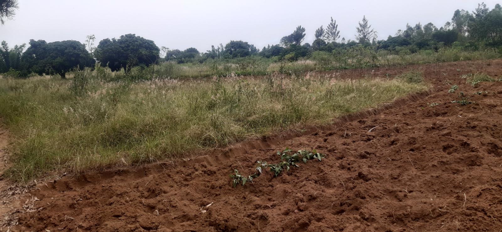 Land for sale in Bugesera Rilima near Bugesera Airport and formula one A hot deal: land for sale in Bugesera near the airport, access to the lake near Bugesera Airport Rwanda 3