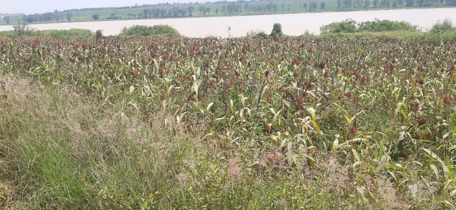 Land for sale in Bugesera near the airport of Rwanda, access on lake 1