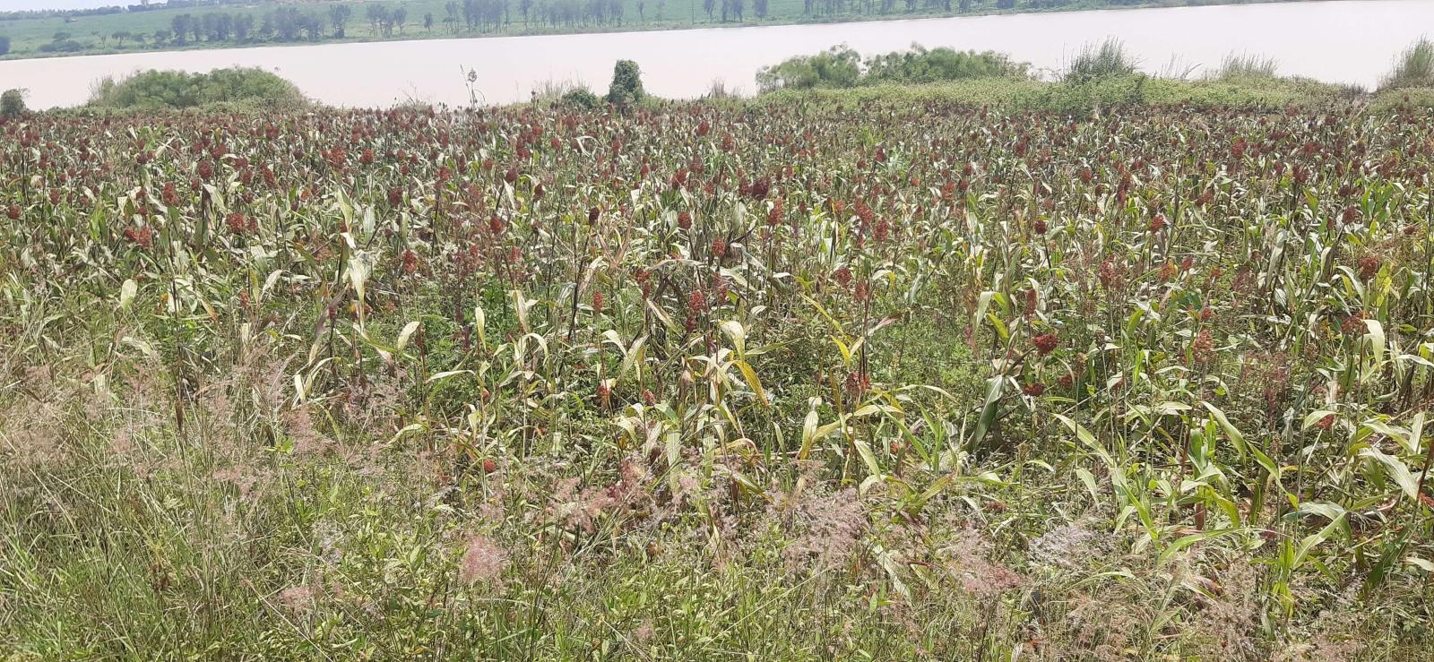 Land for sale in Bugesera near the airport of Rwanda, access on lake