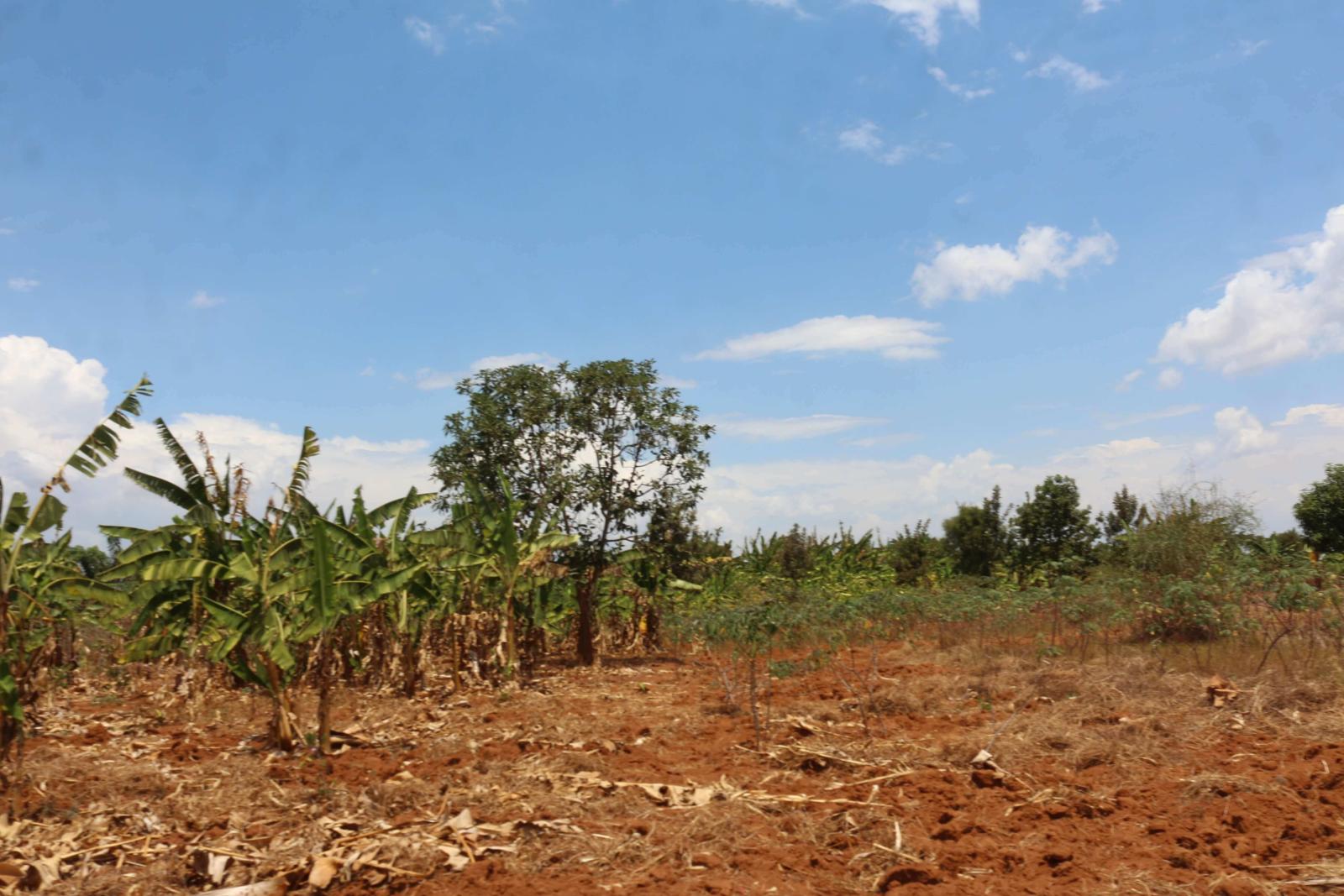 Bugesers Land for Sale in Kamabuye Bugesera Rwanda  Hot deal 3