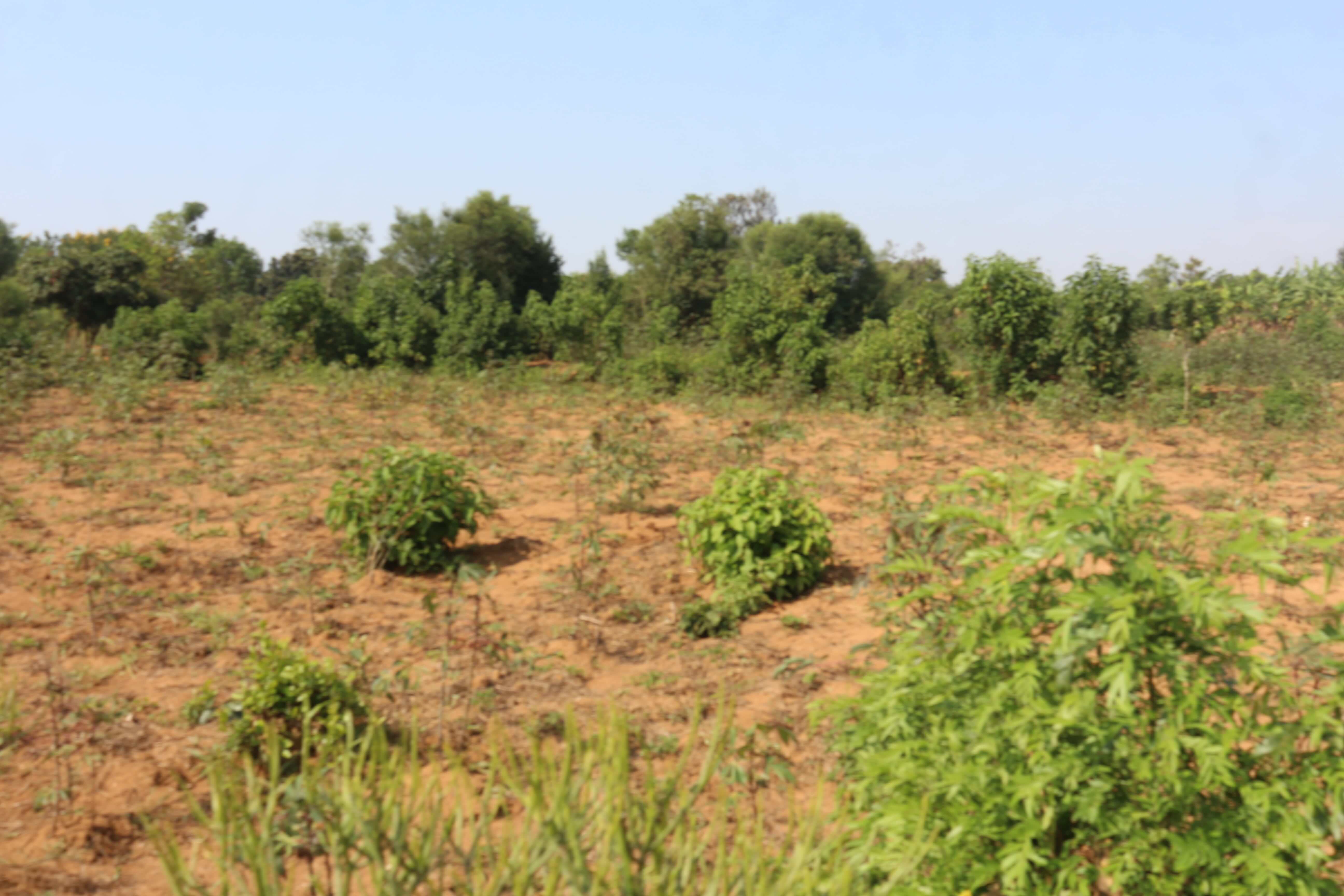 Residential land for sale in Kanyinya Kigali Rwanda Hot deal 2