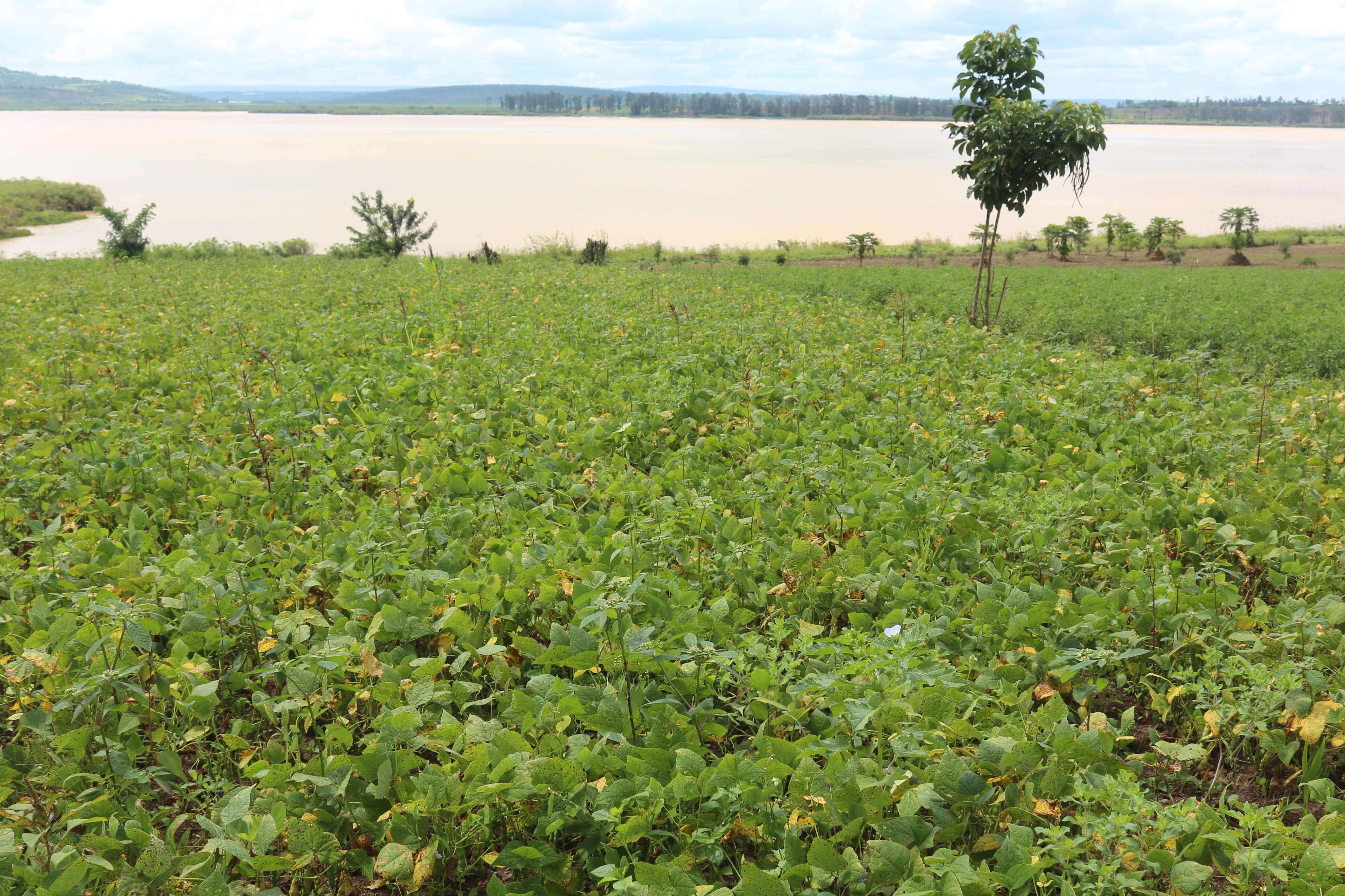 Land for sale in Gashora Bugesera Access on lake  Hot deal 2