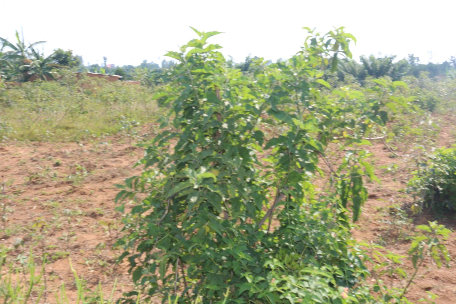 Land for sale in Bugesera near airport of Rwanda 3