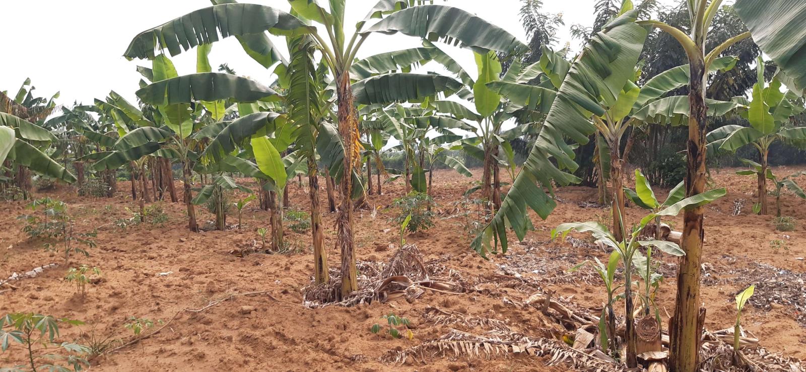 Land for sale in Bugesera near airport of Rwanda hot deal 3