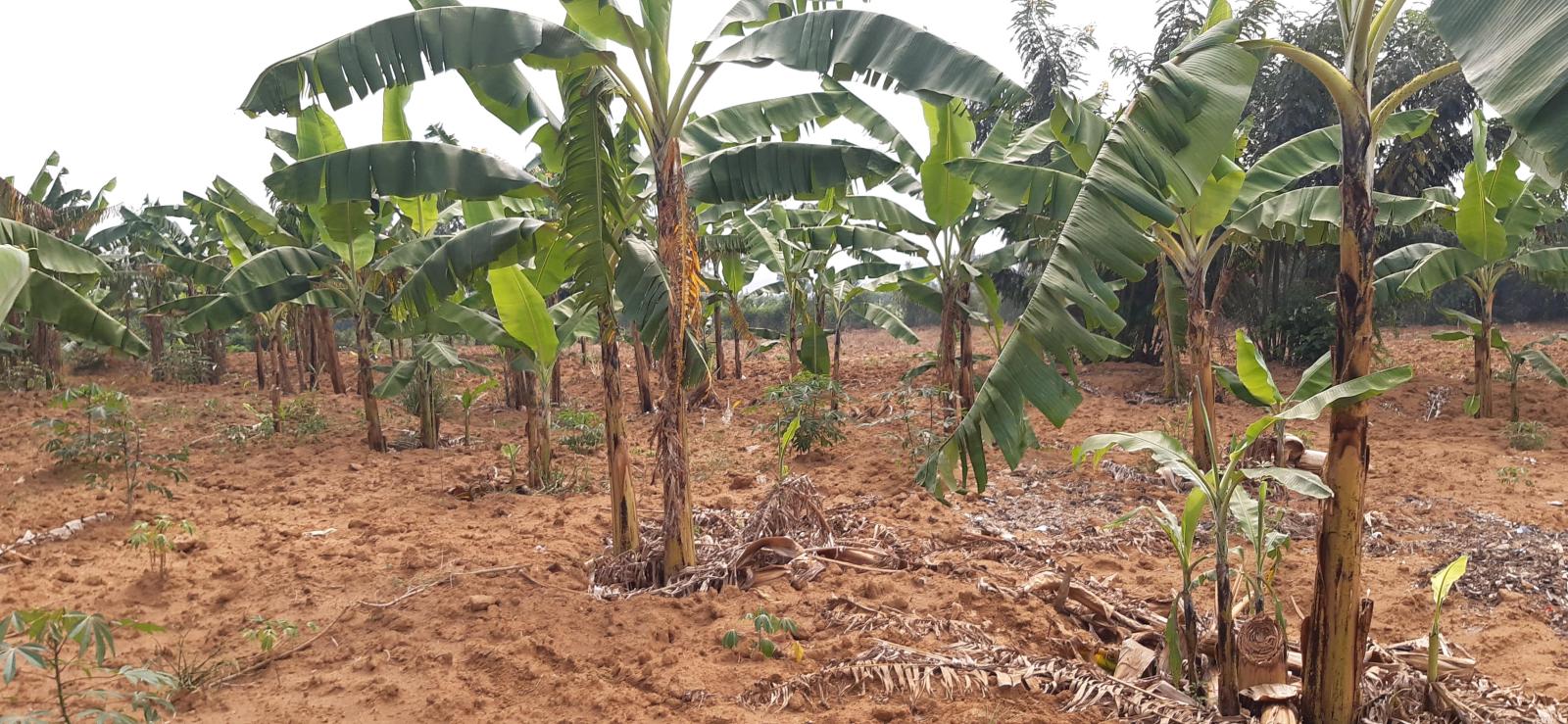 Land for sale in Bugesera near airport of Rwanda hot deal 2