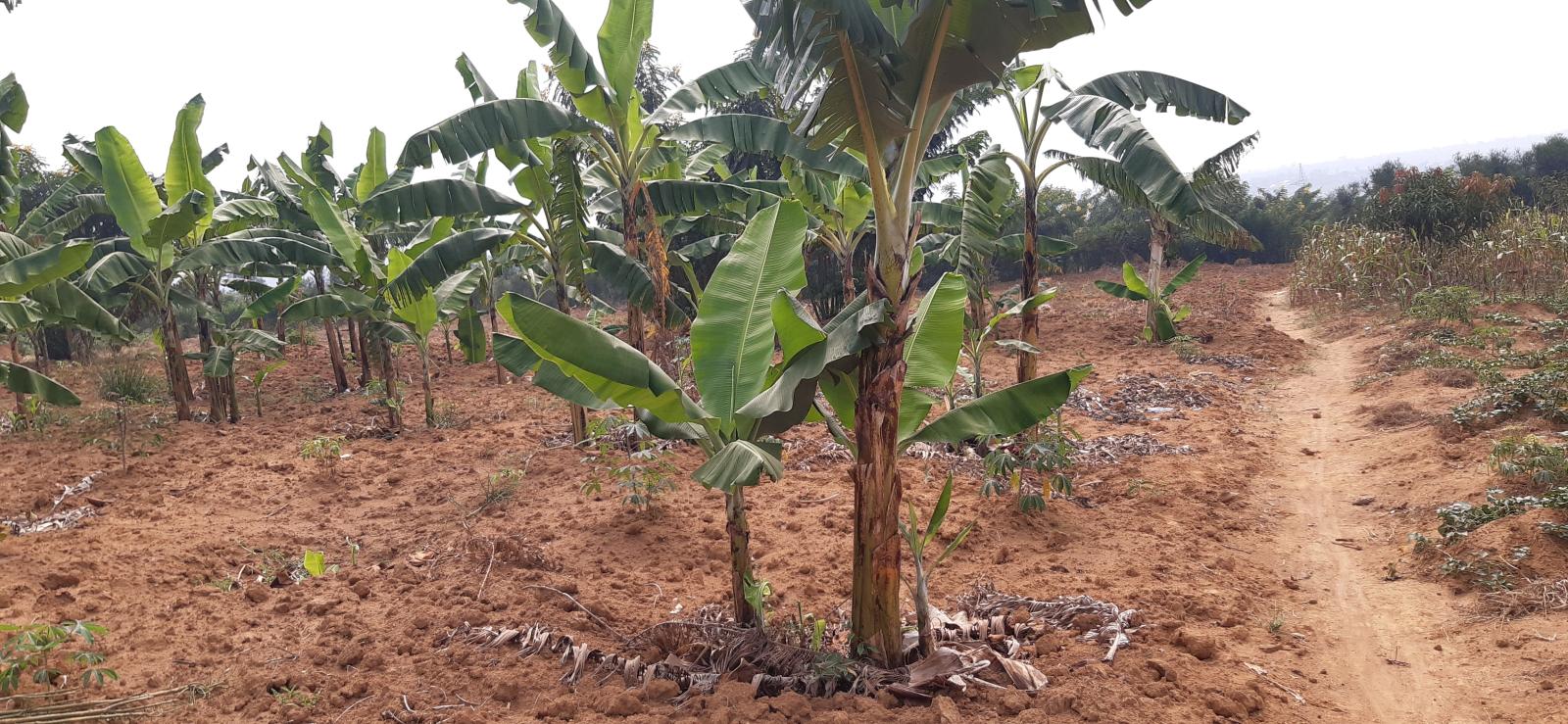 Land for sale in Bugesera near airport of Rwanda hot deal 1