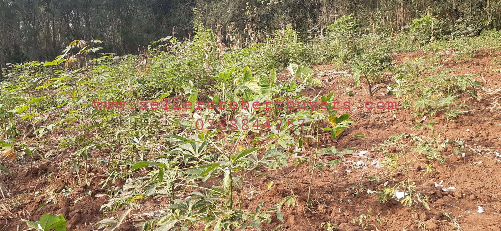 Land for sale in Bugesera near airport of Rwanda Hot deal 3