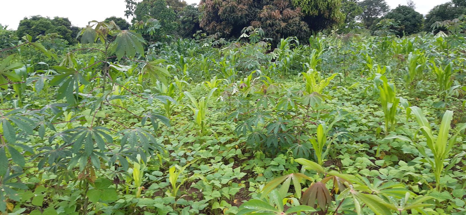 Frming land for sale in Bugesera Mayange  good deal 2