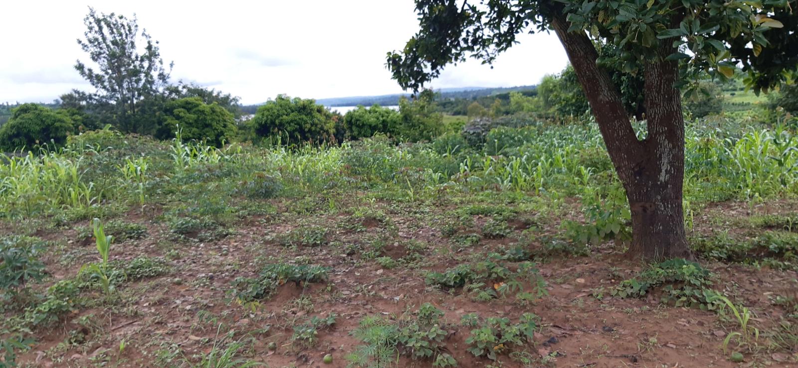 Frming land for sale in Bugesera Mayange  good deal 4