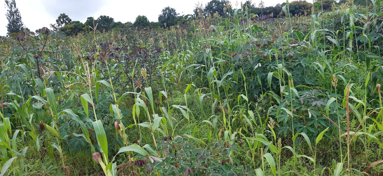 Frming land for sale in Bugesera Mayange  good deal 3