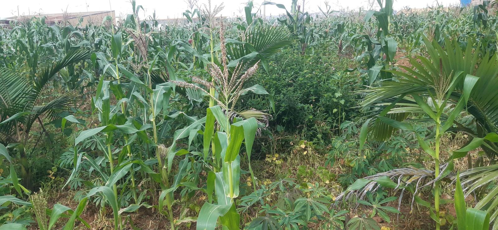 Ecotourism and Hotel plot for sale in Nyarunge Kigali Rwanda on main road 1