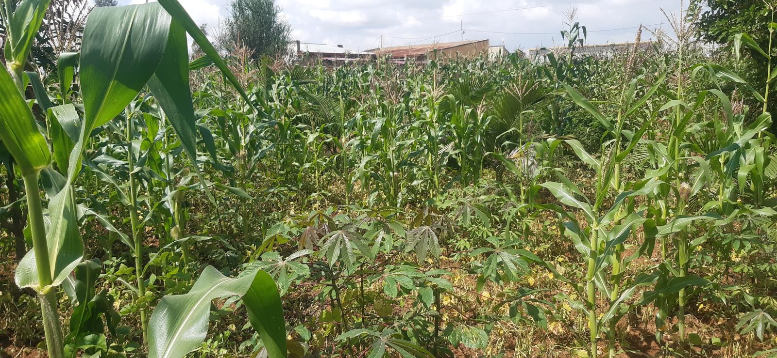 Ecotourism and Hotel plot for sale in Nyarunge Kigali Rwanda on main road