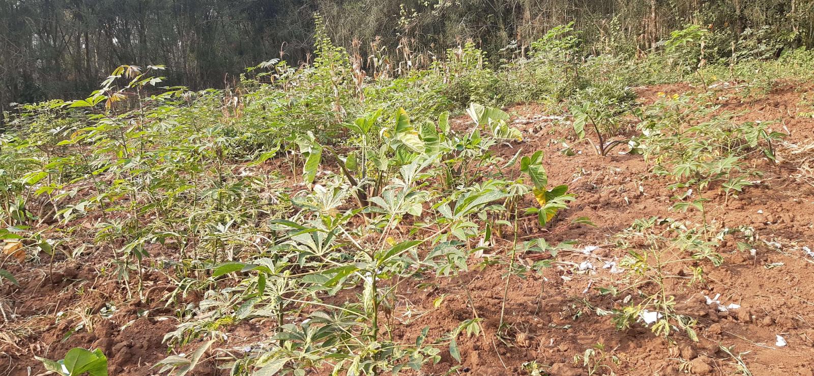 Plot for sale in Kacyiru Kigali Rwanda view of Town and lake 4