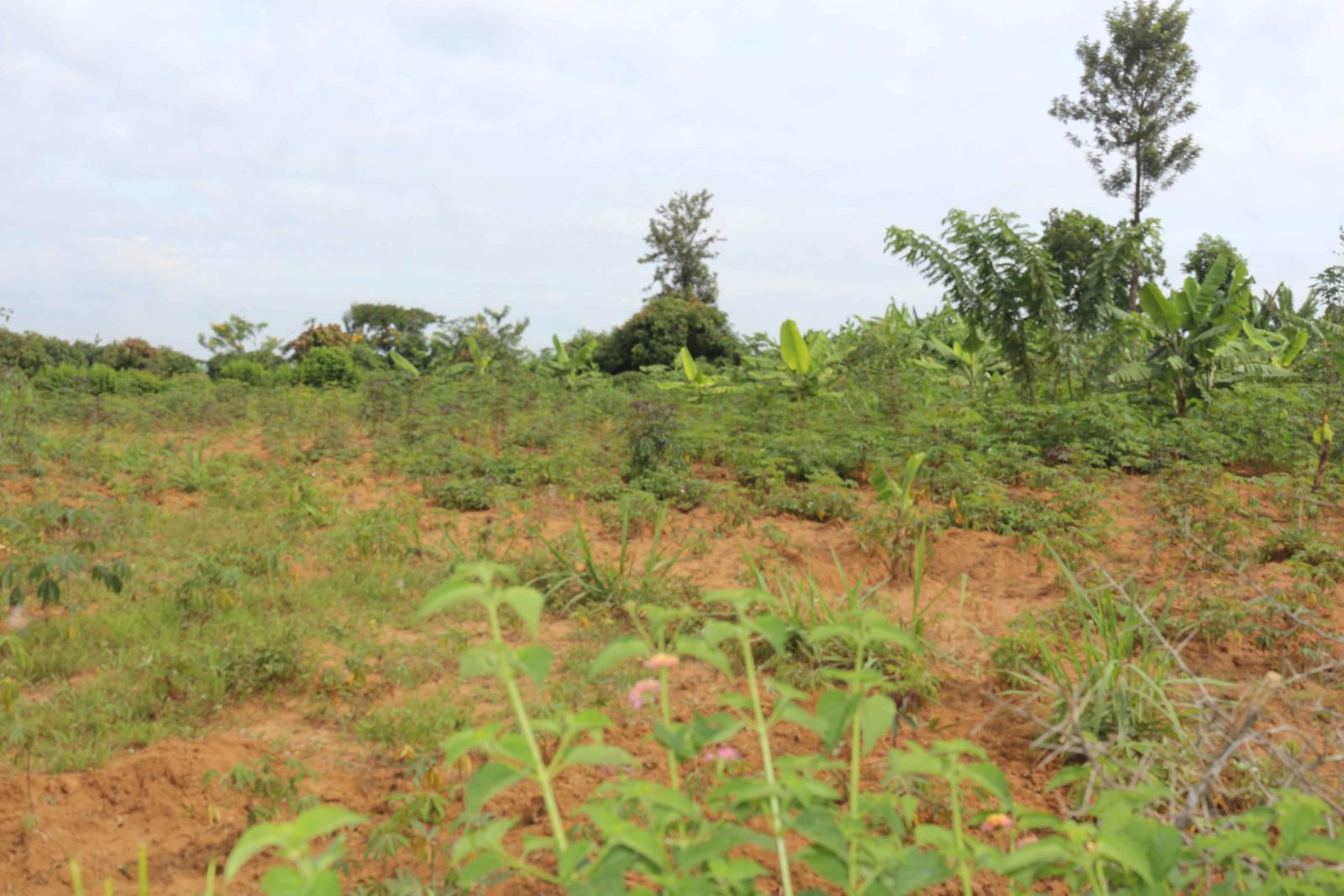 Commercial Plot for sale in Kigali Nyarugenge Shyorongi Good deal 3