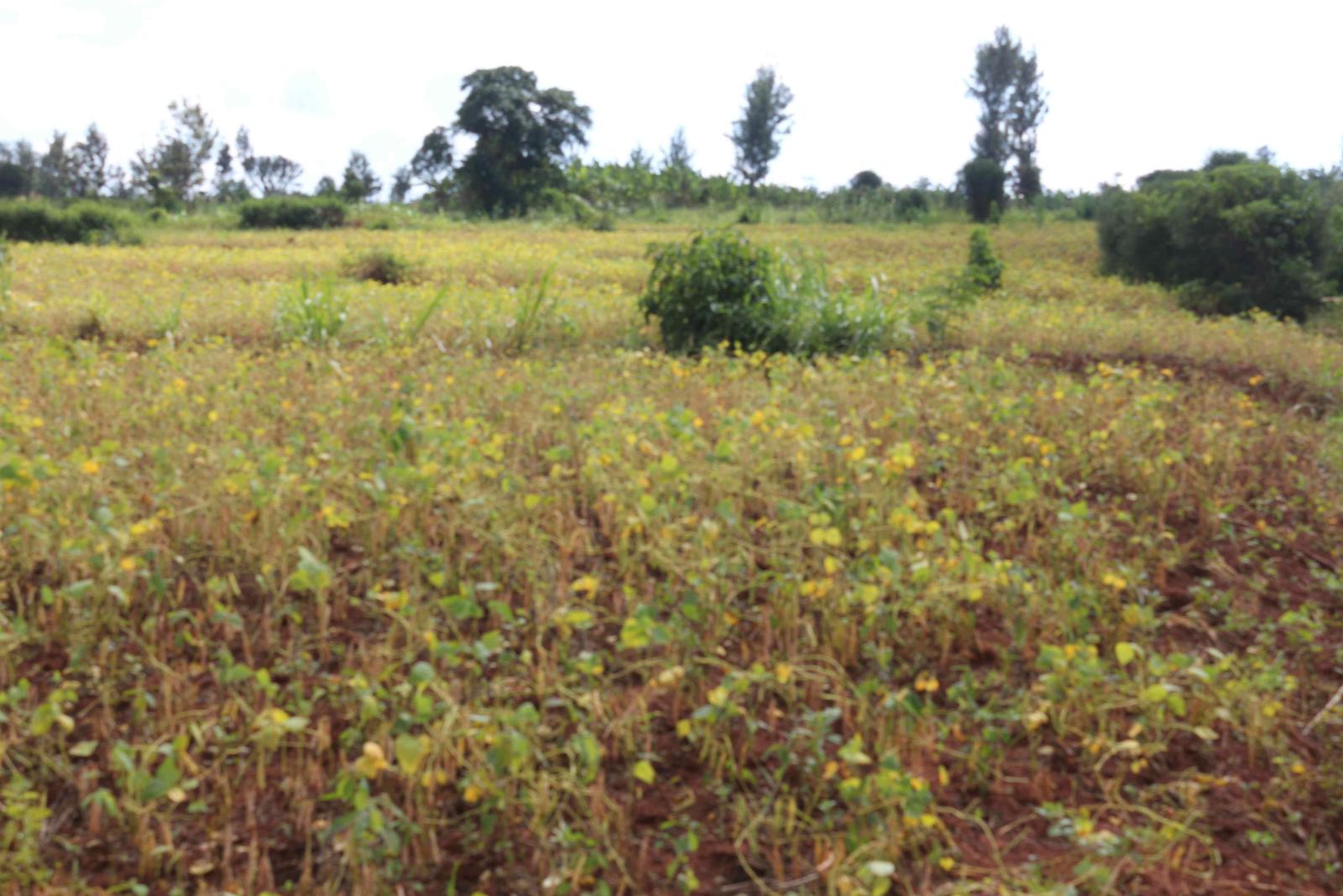 Ecotourism and Hotel plot for sale in Muhazi Gasaba Kigali Rwanda hot deal 3