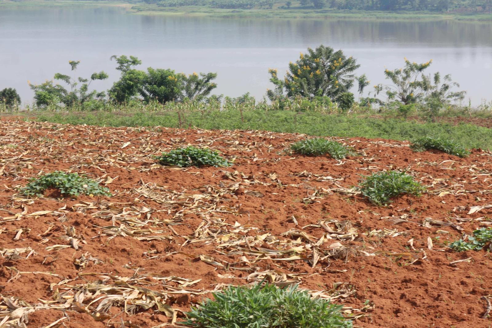 Land for sale in Bugesera near airport of Rwanda Access on lake hot deal