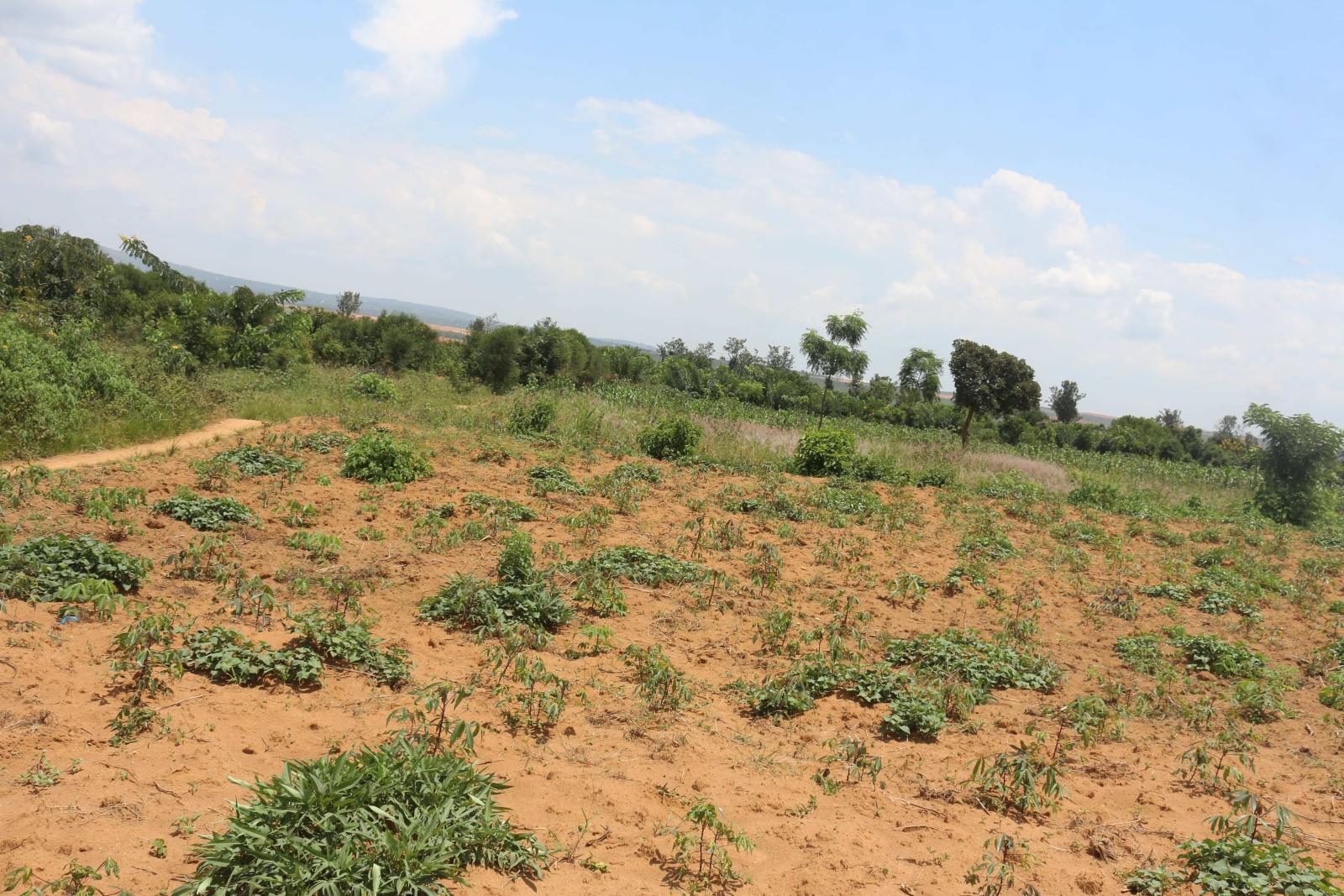 Land for sale in Bugesera near airport of Rwanda Juru 1