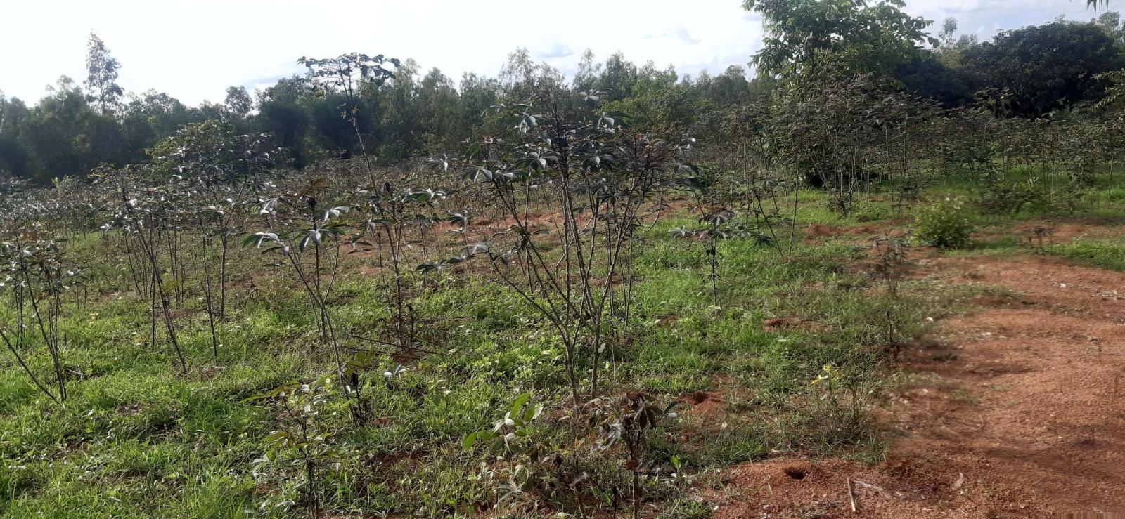 Residential Plot for sale  in Bugesera near airport of Rwanda good view 3